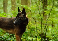 Picture of Malinois looking away
