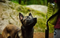 Picture of Malinois looking up at owner