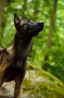 Picture of Malinois looking up in forest