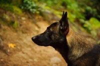 Picture of Malinois profile