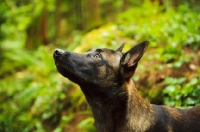 Picture of Malinois profile