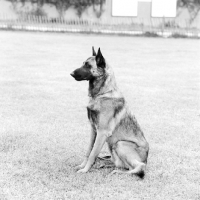Picture of malinois sitting