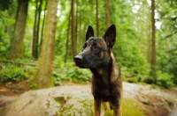 Picture of Malinois standing in forest