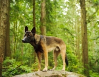 Picture of Malinois standing near trees