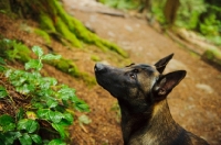 Picture of Malinois