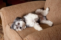 Picture of malitpoo lying on back on brown couch