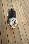 Picture of Malitpoo standing on deck
