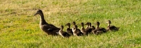 Picture of Mallard Duck hen and her ducklins walking across the grass.


