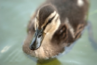 Picture of mallard duckling