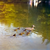 Picture of mallard with her nine ducklings