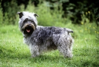 Picture of malsville moody blue of farni,  glen of imaal terrier looking over shoulder