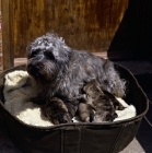 Picture of malsville moody blue of farni,  glen of imaal terrier with her litter of puppies