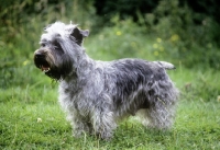 Picture of malsville moody blue of farni,  glen of imaal terrier side view