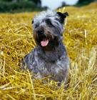 Picture of malsville moody blue of farni, glen of imaal terrier sitting in straw
