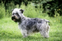 Picture of malsville moody blue of farni,  glen of imaal terrier standing on grass