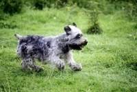 Picture of malsville moody blue of farni, glen of imaal terrier galloping on grass