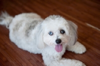 Picture of maltese-poodle (malti-poo) lying on hardwood floor