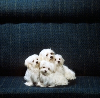 Picture of maltese and her three puppies from vicbrita huddled together