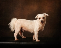 Picture of Maltese dog in studio on brown background