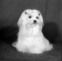 Picture of maltese in show coat