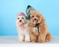 Picture of Maltese (on the right) with Cross bred dressed up for winter