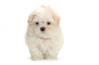 Picture of Maltese puppy front view on white background