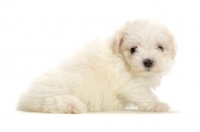 Picture of Maltese puppy in studio