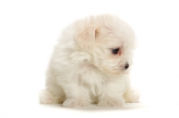 Picture of Maltese puppy, looking down