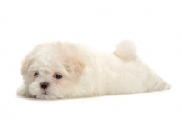 Picture of Maltese puppy lying down on white background