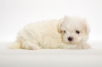 Picture of Maltese puppy, lying down