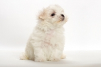 Picture of Maltese puppy on white background