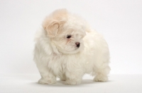 Picture of Maltese puppy on white background, looking down
