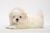 Picture of Maltese puppy on white background, lying down