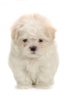 Picture of Maltese puppy on white background, front view