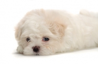 Picture of Maltese puppy resting