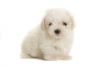 Picture of Maltese puppy sitting on white background