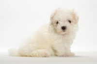 Picture of Maltese puppy sitting on white background