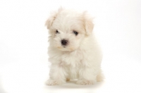 Picture of Maltese puppy sitting on white background