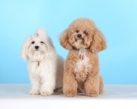 Picture of Maltese (right) with Cross Bred dog