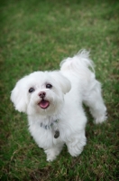 Picture of maltese smiling in grass