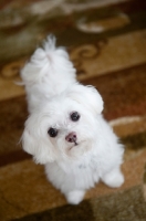 Picture of maltese smiling on rug