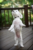 Picture of maltese standing on back legs