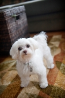 Picture of maltese standing on rug
