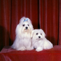 Picture of maltese with her puppy on velvet