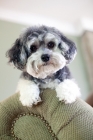 Picture of Maltipoo looking over side of chair, head up