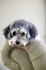Picture of Maltipoo looking over side of chair, head down