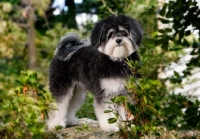 Picture of maltipoo standing amongst greenery