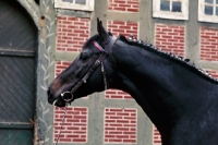 Picture of mamori xx, german thoroughbred