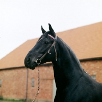 Picture of mamori xx, german thoroughbred