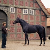 Picture of mamorie 11, german thoroughbred, north german farmhouse